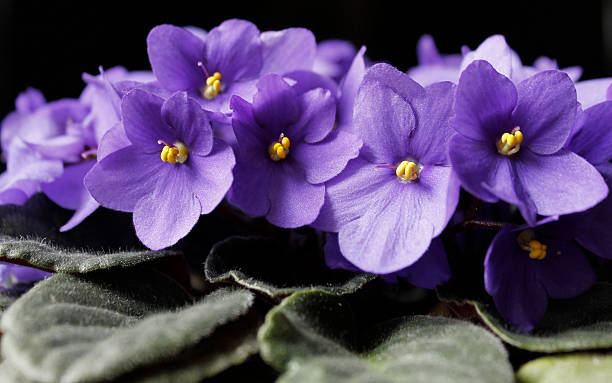 violet Violets, Close up african violet stock pictures, royalty-free photos & images
