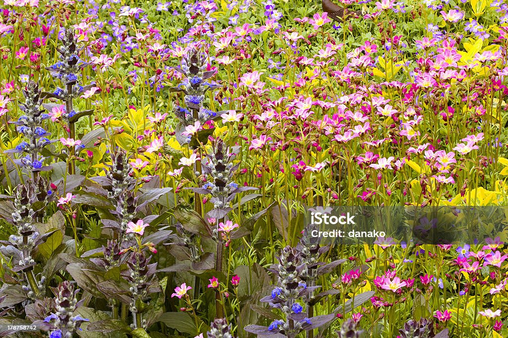 Clarín Saxifraga paniculata y flores - Foto de stock de Ajuga libre de derechos