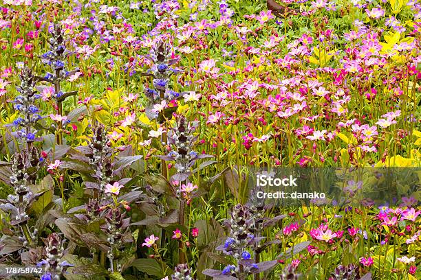 Clarín Saxifraga Paniculata Y Flores Foto de stock y más banco de imágenes de Ajuga - Ajuga, Azul, Brote