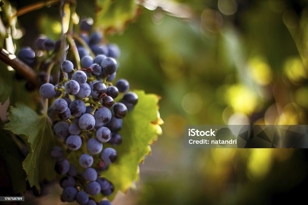 Large bunch of red wine grapes hang from a vine "Large bunch of red wine grapes hang from a vine, warm. Ripe grapes with green leaves. Nature background with Vineyard.  Wine concept" Vineyard Stock Photo