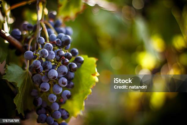 Large Bunch Of Red Wine Grapes Hang From A Vine Stock Photo - Download Image Now - Vineyard, Grape, Red Grape