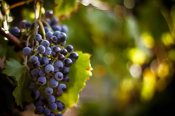 Photo of Large bunch of red wine grapes hang from a vine