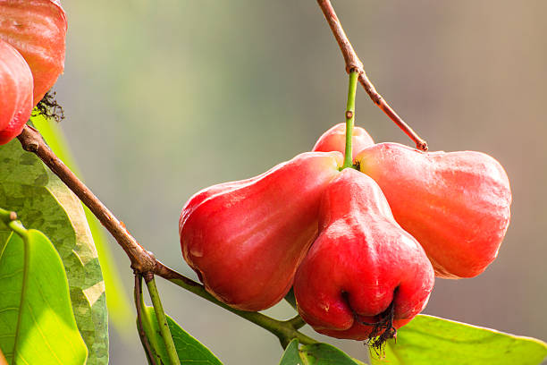 розовый яблоки на дереве - chomphu стоковые фото и изображения