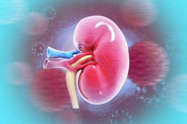 istock Kidney human renal realistic 3d illustration 1787592675