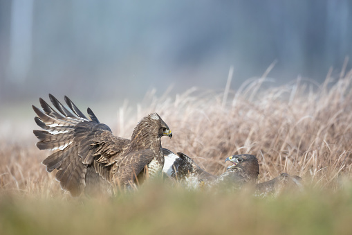 Birds of prey - Common buzzard Buteo buteo landing on meadow, hunting time, wildlife Poland Europe