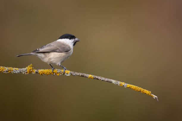 istock Bird - Marsh Tit perched on tree, winter in wildlife Poland Europe 1787593387