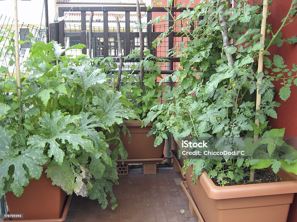 terrace garden with potted tomato plants Balcony Stock Photo