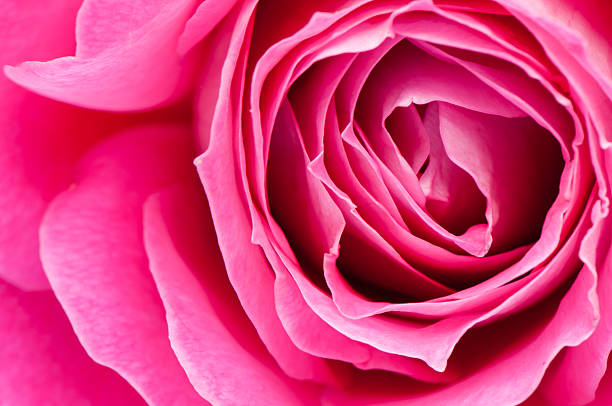 istock Close-up of pink rose 178759433