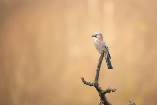 istock Bird - Eurasian Jay sitting bird, Poland Europe 1787594522