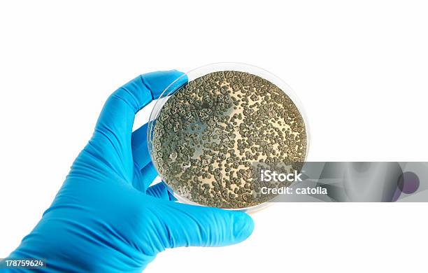 Agar Teller Mit Fungi Auch Alltägliche Zipperlein Stockfoto und mehr Bilder von Petrischale - Petrischale, Agargel, Antibiotikum