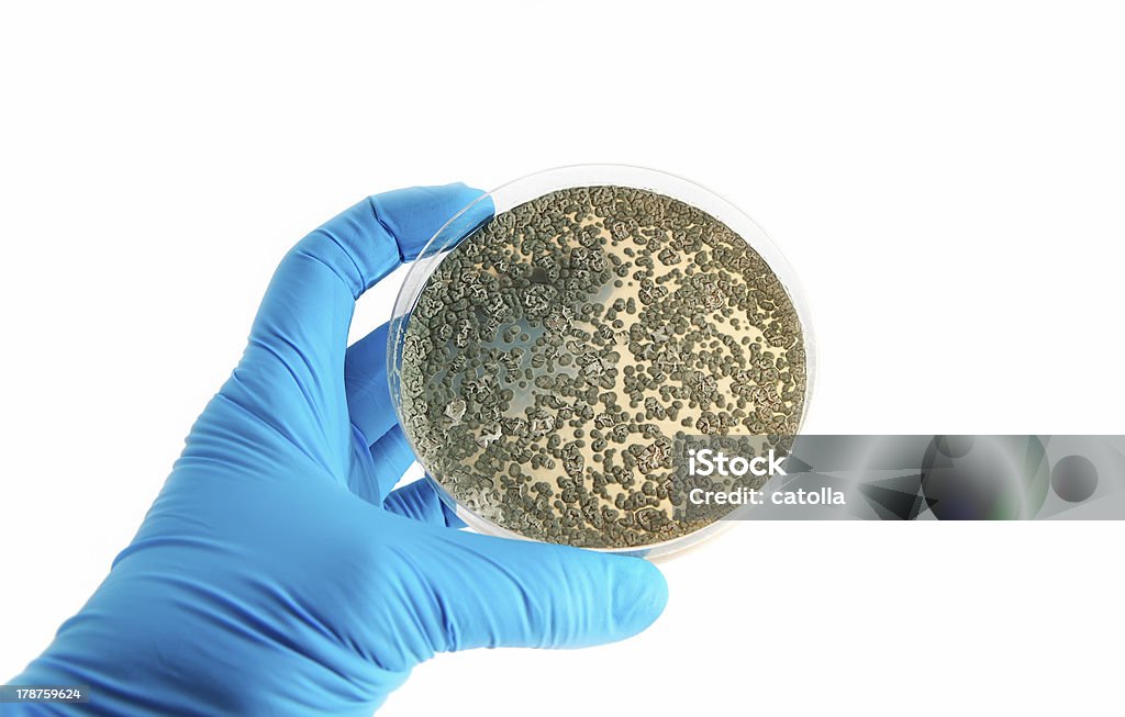 Ágar placa com fungos microrganismos - Royalty-free Disco de Petri Foto de stock
