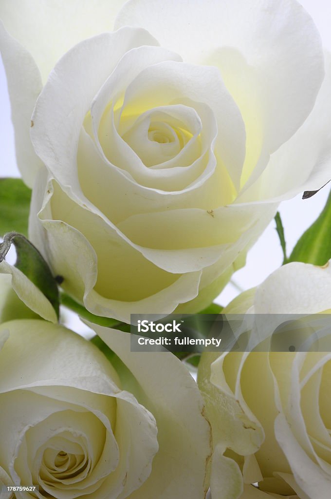 Close up ofo white rose Macro of white rose heart and petals Anniversary Stock Photo