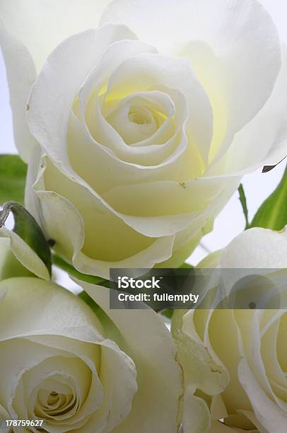 Close Up Ofo White Rose Stock Photo - Download Image Now - Anniversary, Backgrounds, Birthday