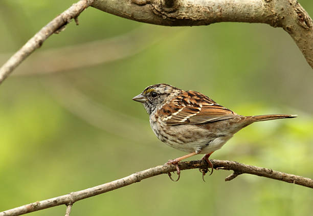 istock White-throated Sparrow, Zonotrichia albicollis 178759726