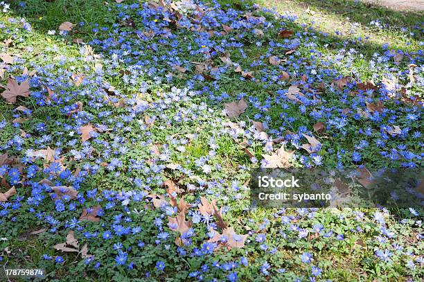 Photo libre de droit de Anemonen Und Herbstblätter banque d'images et plus d'images libres de droit de Anémone - Anémone, Anémone de Caen, Anémone de Grèce