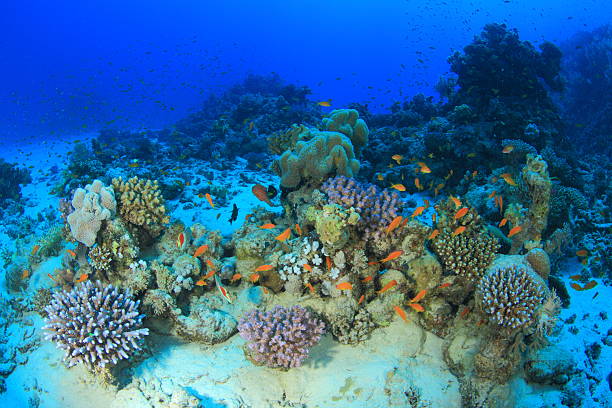 istock Marine Life in the Red Sea 178759978