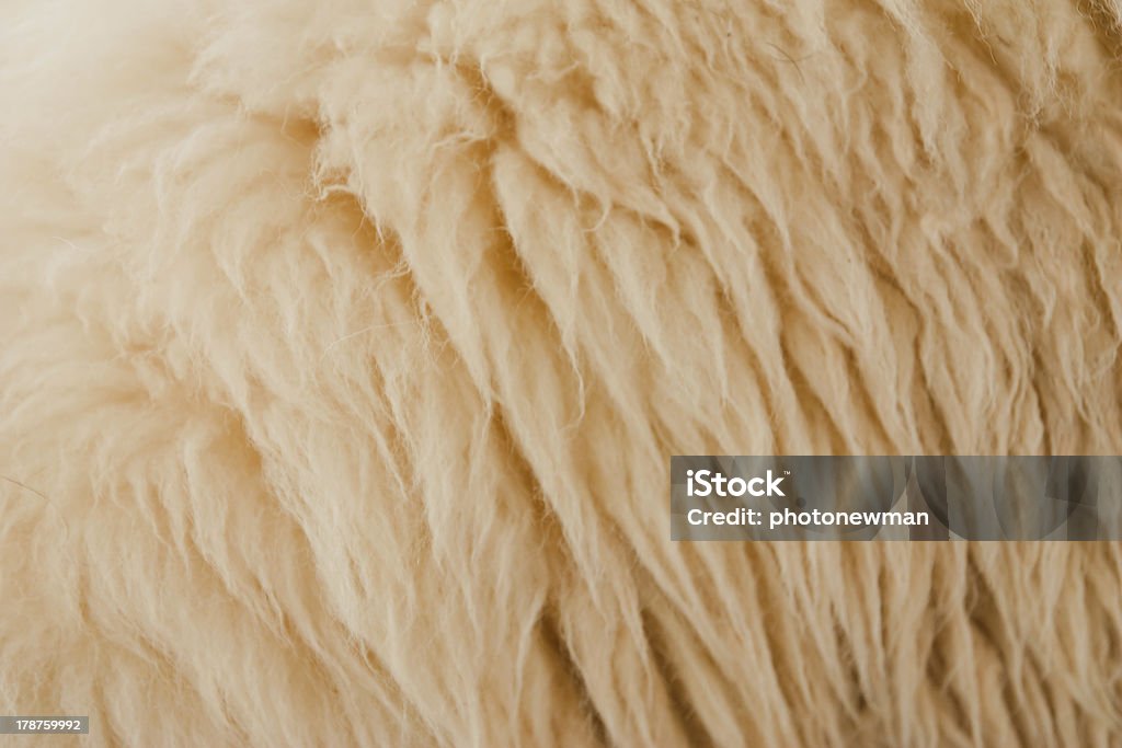 With Wool Agriculture Stock Photo
