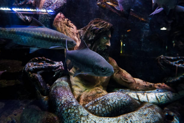 istock Selective focus of blue mahseer fish swimming in a deep aquarium. 1787600619