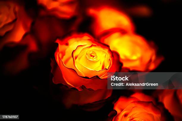 Fiery Roses Stock Photo - Download Image Now - 2000-2009, 21st Century, Black Background