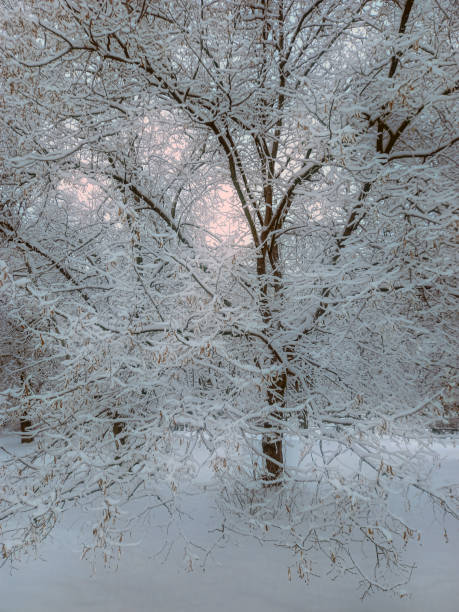 istock snow-covered tree in pink light of sunrise. Soft focus 1787601492
