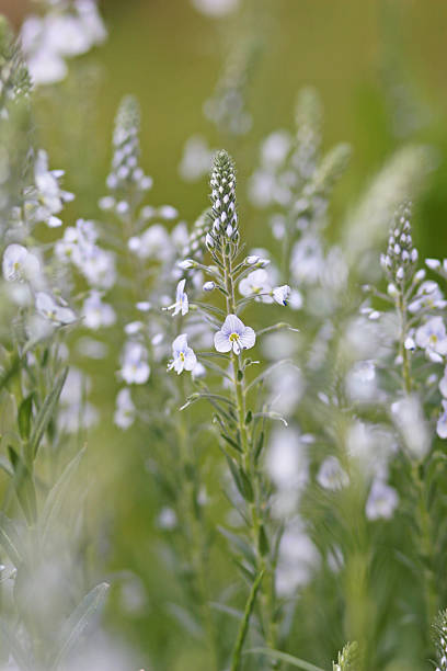 istock Spring flowers of Veronica 178760435