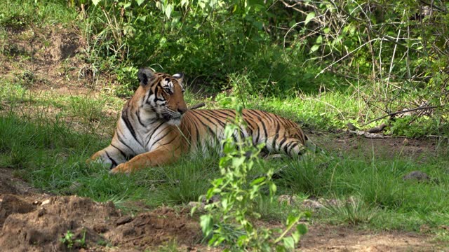 The Bengal tiger from Indian forests.