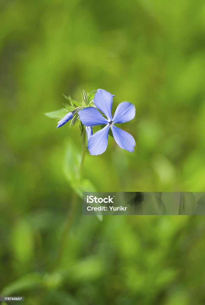 Lindas flores silvestres solitário - Foto de stock de Azul royalty-free