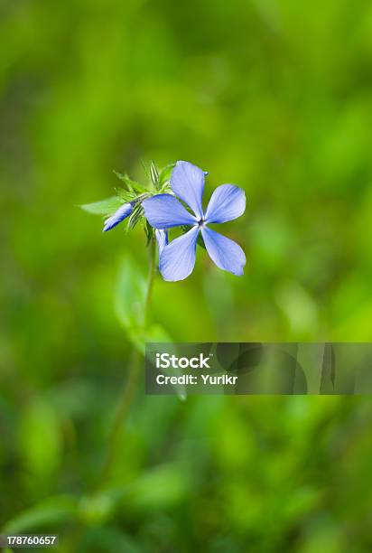 Foto de Lindas Flores Silvestres Solitário e mais fotos de stock de Azul - Azul, Beleza natural - Natureza, Botânica - Assunto