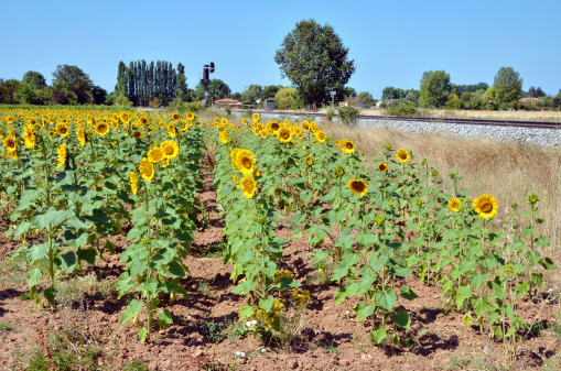 Sunflower (Helianthus annuus) field next to a railway in France in the Tarn department, Midi-Pyrénées region
