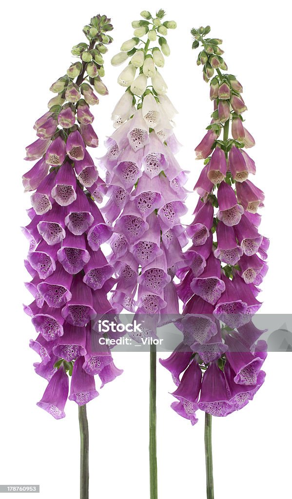 Digitale purpurea - Foto stock royalty-free di Bellezza