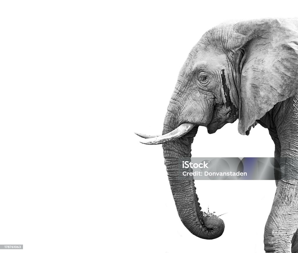 Elephant head profile on white background Black and white image of an African elephant isolated on a white background Elephant Stock Photo