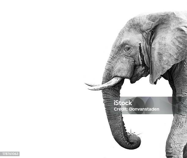 Elephant Head Profile On White Background Stock Photo - Download Image Now - Elephant, White Color, Cut Out