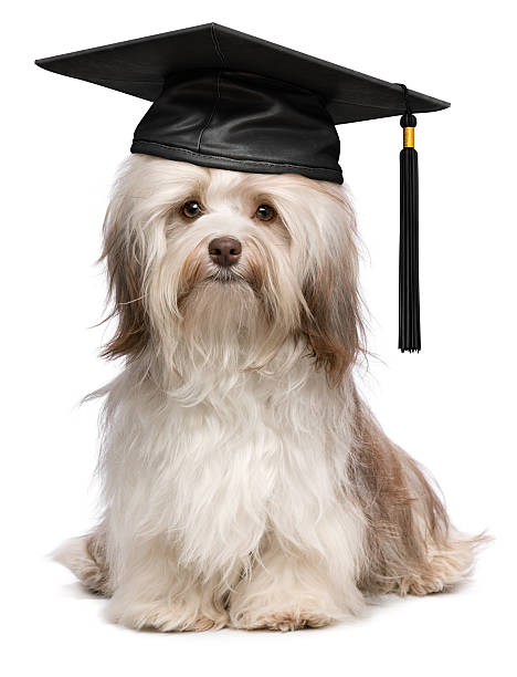 süße hervorragenden abschlussfeier havaneser hund wit schwarze kappe - dog graduation hat school stock-fotos und bilder