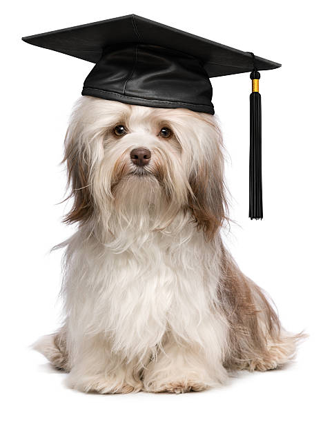 mignon éminent des bichon havanais chien wit casquette noire - dog graduation hat school photos et images de collection