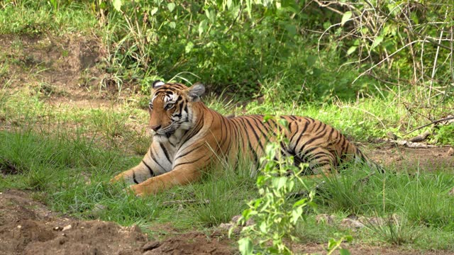 The Bengal tiger from Indian forests.