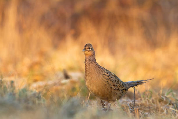 istock Bird - Common pheasant Phasianus colchius Ring-necked pheasant, autumn time wildlife Poland Europe 1787613362