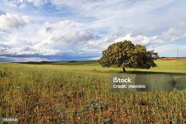 Weizen Feld Mit Einsame Baum Stockfoto und mehr Bilder von Baum - Baum, Einsamkeit, Fotografie