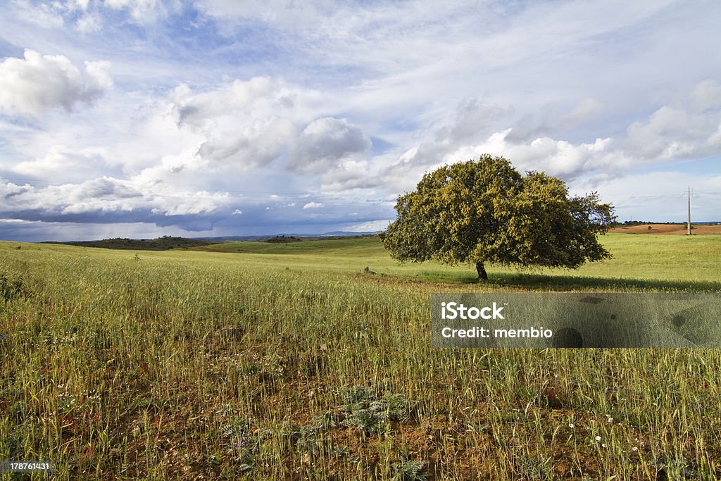 Champ de blé avec arbre solitaire - Photo de Agriculture libre de droits