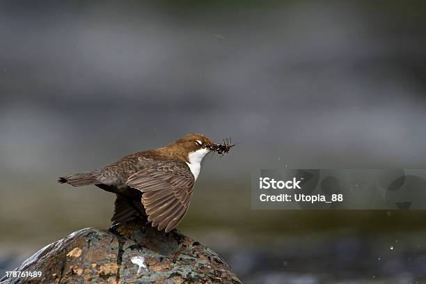 Pechiblanco Dipper Río Pájaro Foto de stock y más banco de imágenes de A ver pájaros - A ver pájaros, Aire libre, Ala de animal