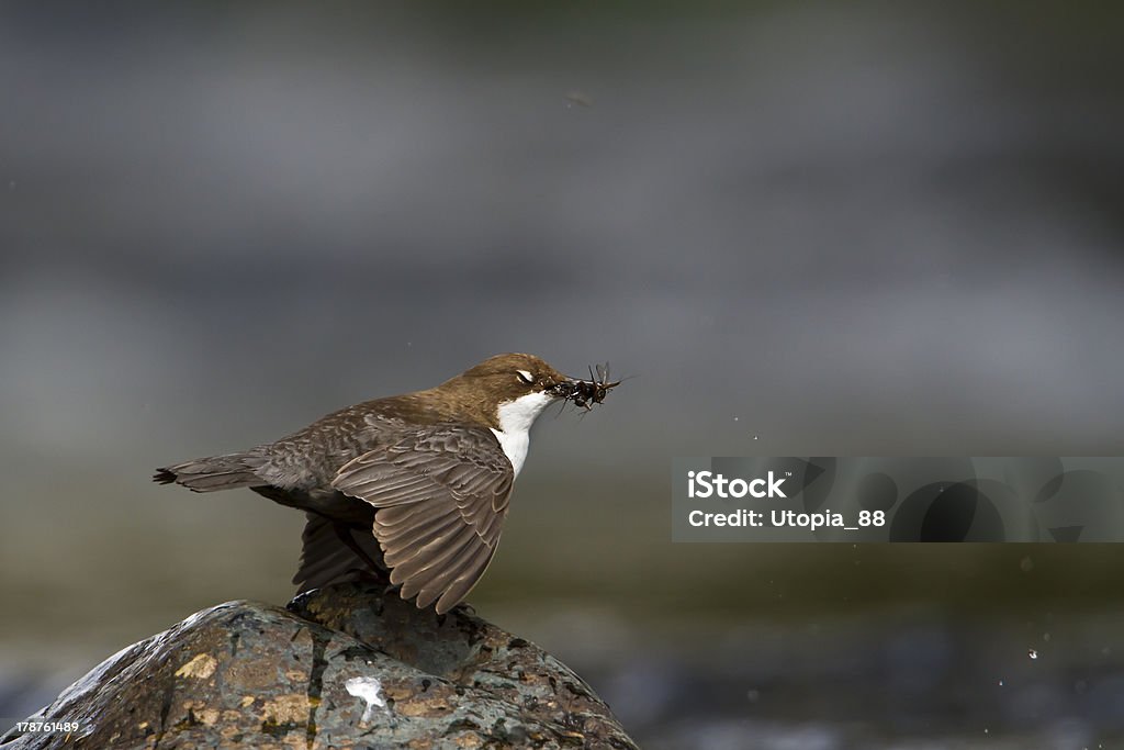 White-throated Dipper river ptak (cinclus-cinclus) - Zbiór zdjęć royalty-free (Amerykańska Chochla)