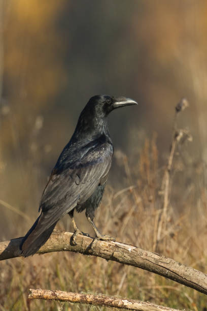 istock beautiful raven Corvus corax, bird North Poland Europe 1787616042