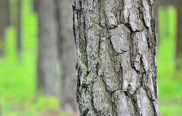 istock Photo of pine trunk in forest. 178761768