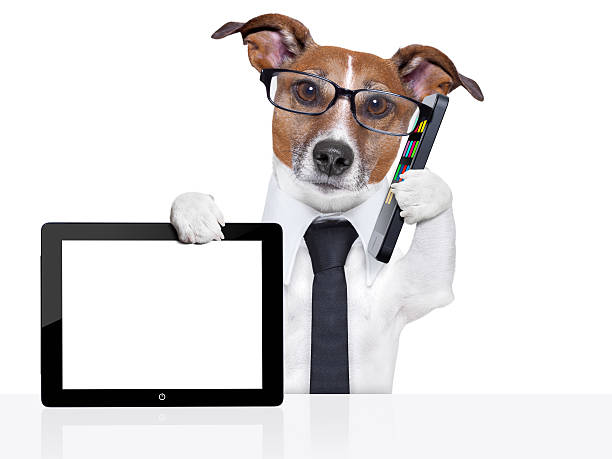 istock Dog with business suit holding digital tablet and smartphone 178761994