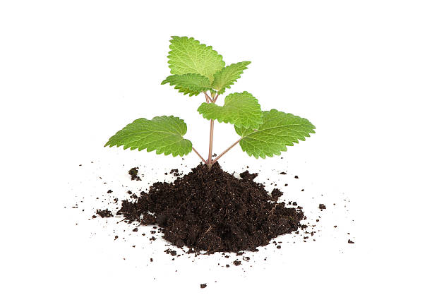istock fresh green leaf of melissa 178762075