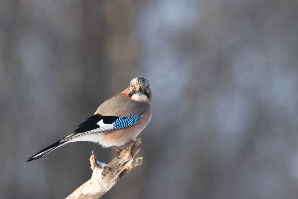 istock Bird - Eurasian Jay sitting bird, Poland Europe 1787623762