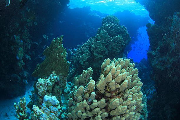 istock Marine Life in the Red Sea 178762391
