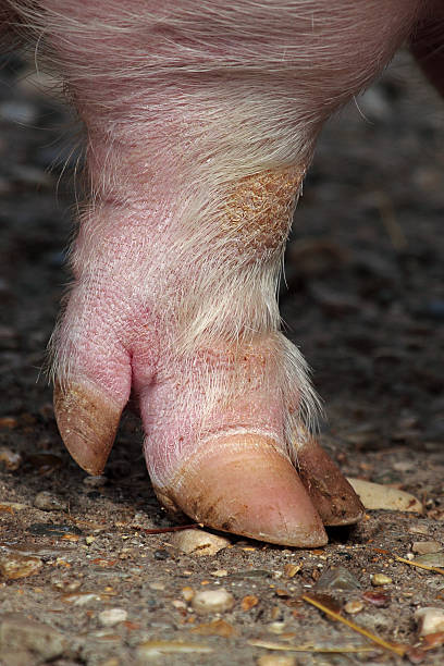 istock Leg and hoof a domestic pig 178762609