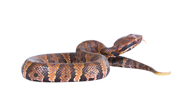 istock An aggressive snake  American Copperhead (Agkistrodon contortrix 178763332