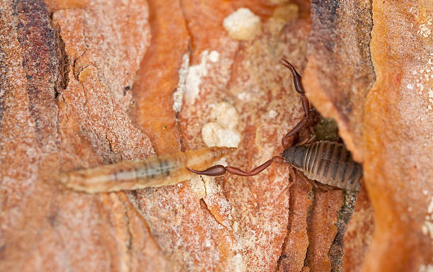 istock Book scorpion with prey, extreme close-up 178763399
