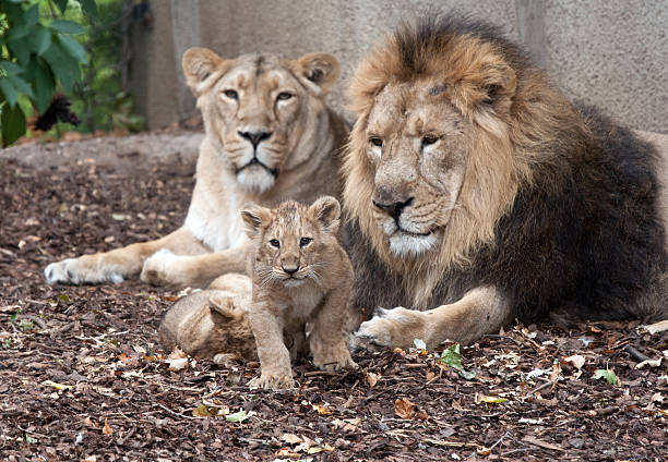 istock family of lions 178763406